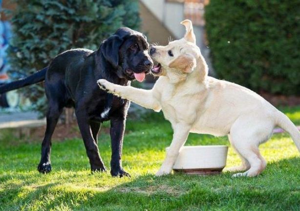 拉布拉多平均寿命 拉布拉多平均寿命