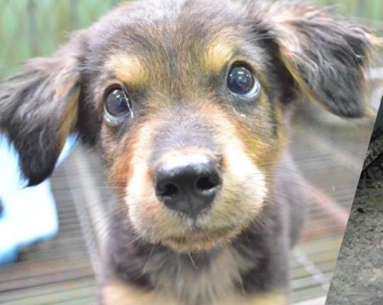 認養流浪狗注意事項 認養流浪狗注意事項