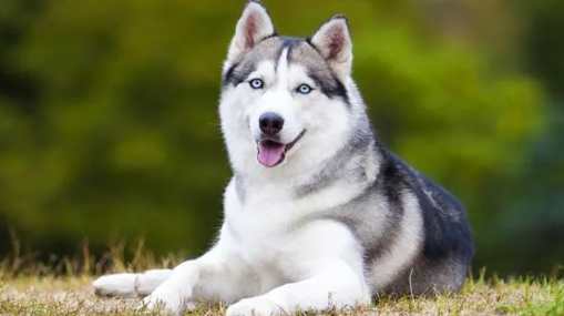 哈士奇大型犬 哈士奇大型犬