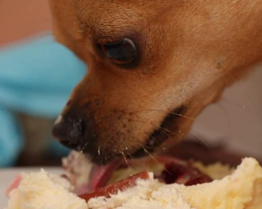 狗狗吐食物原因 狗狗吐食物原因