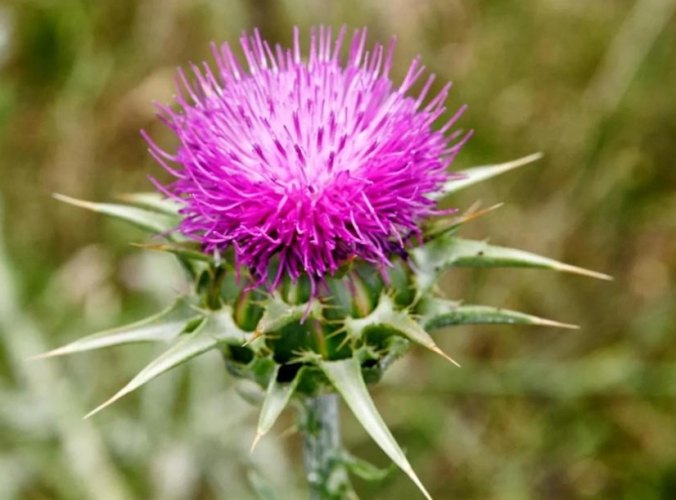 肝臟保健食品 肝臟保健食品