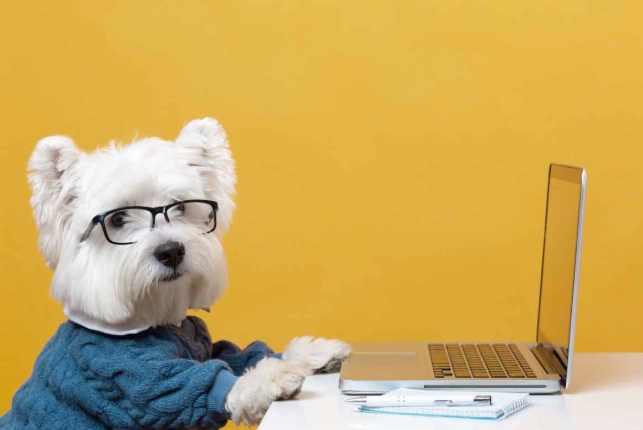 狗智商排名 狗智商排名