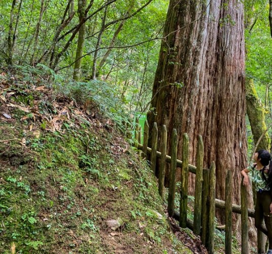 拉拉山步道長度 拉拉山步道長度