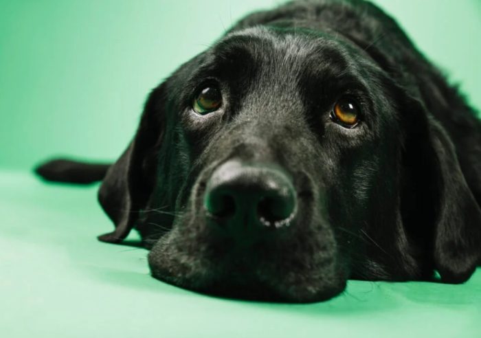 寵物眼科問題 寵物眼科問題