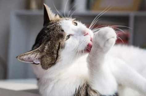 尋找走失貓咪 尋找走失貓咪