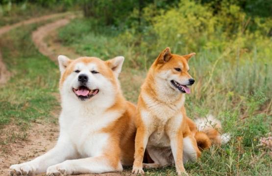 秋田犬優缺點 秋田犬優缺點