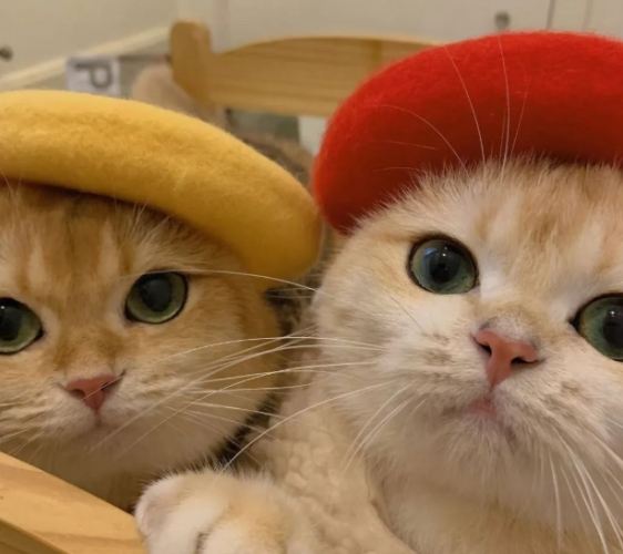 貓咪走失處理 貓咪走失處理