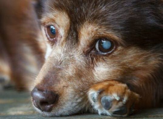 狗狗眼睛疾病 狗狗眼睛疾病