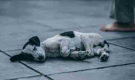 安樂死流程 安樂死流程