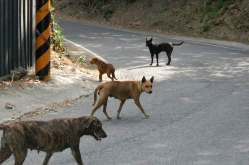 流浪狗處理 流浪狗處理