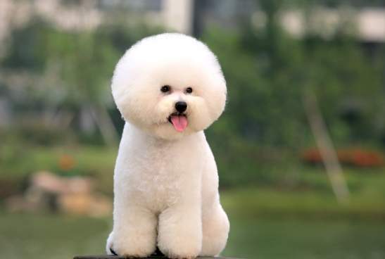 比熊犬特性 比熊犬特性