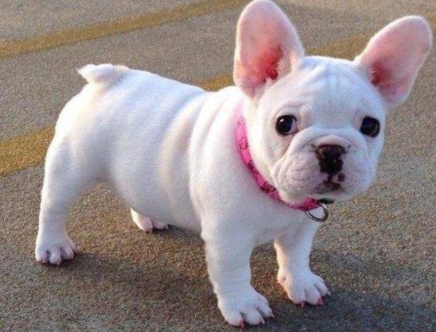 法鬥健康問題 法鬥健康問題