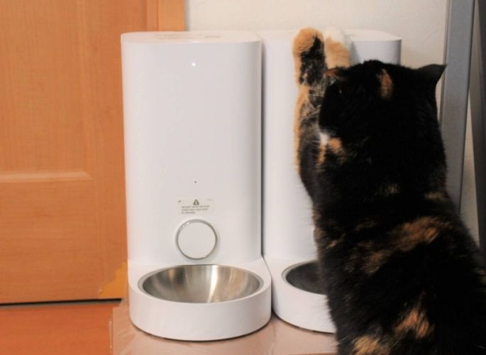 貓咪一天吃幾頓