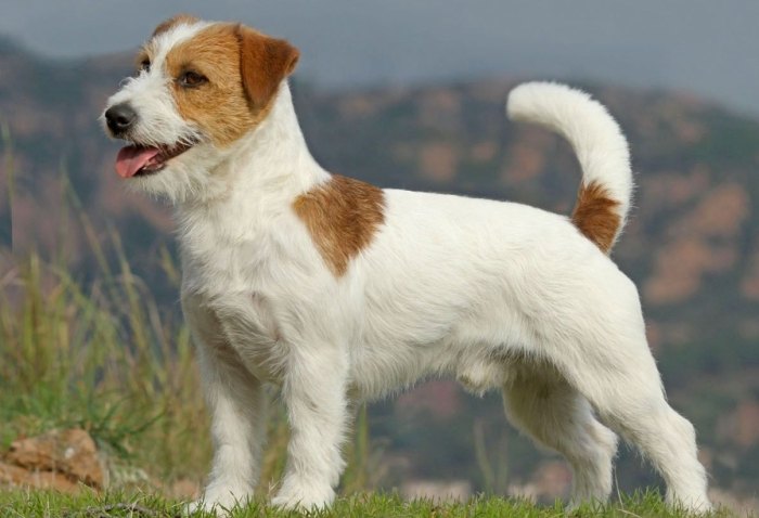 如何延長傑克羅素壽命 如何延長傑克羅素壽命