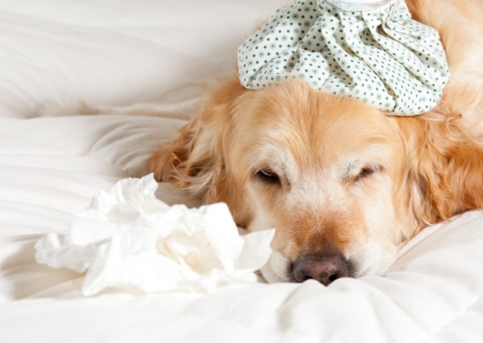 狗感冒傳染人 狗感冒傳染人