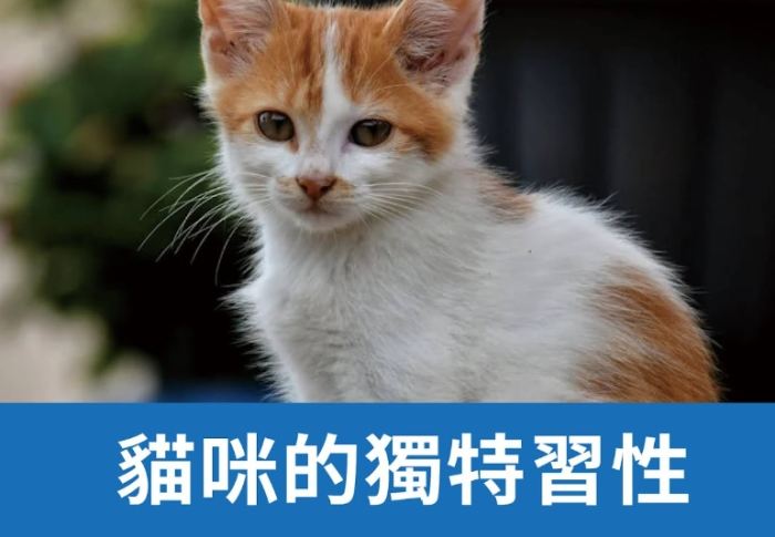 貓行為解析 貓行為解析