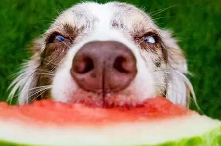 餵食西瓜注意事項 餵食西瓜注意事項