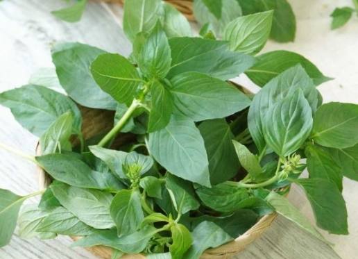 九層塔種植光照 九層塔種植光照