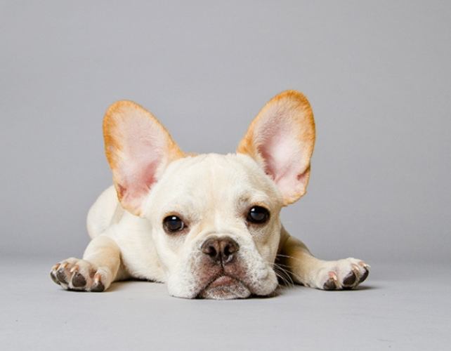 法國鬥牛犬成年照顧 法國鬥牛犬成年照顧