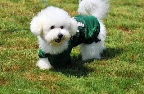 比熊犬健康問題 比熊犬健康問題