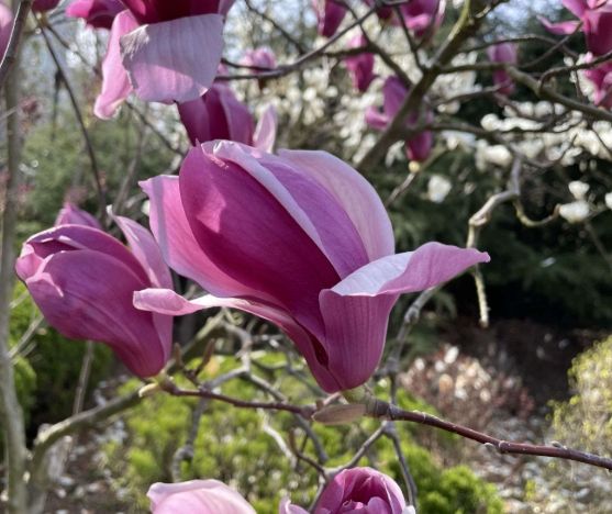 玉蘭花開花季節 玉蘭花開花季節