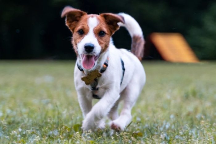 傑克羅素犬平均壽命 傑克羅素犬平均壽命