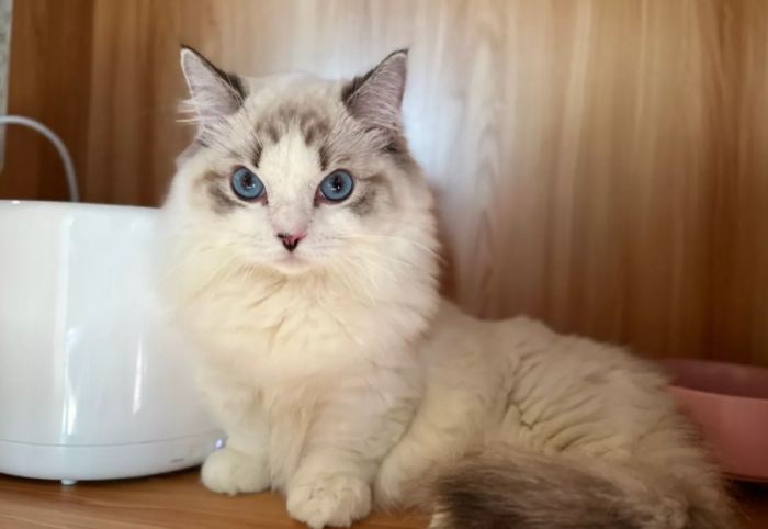 養貓缺點 養貓缺點