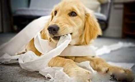 狗狗嘔吐怎麼辦 狗狗嘔吐怎麼辦