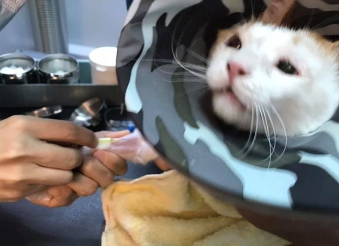 貓咪檢查費用 貓咪檢查費用