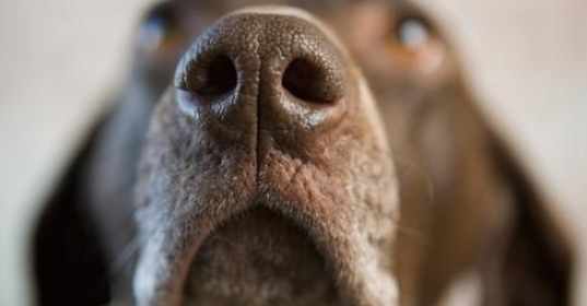 狗鼻竇炎治療費用 狗鼻竇炎治療費用