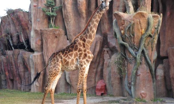 長鹿休博園門票 長鹿休博園門票