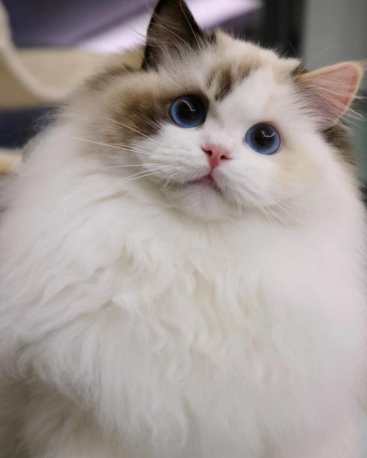 布偶貓飼養成本 布偶貓飼養成本