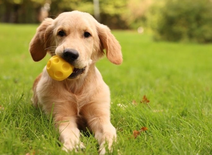 自製黃金獵犬鮮食