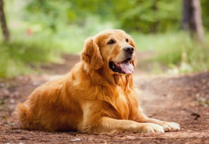 大型犬訓練 大型犬訓練