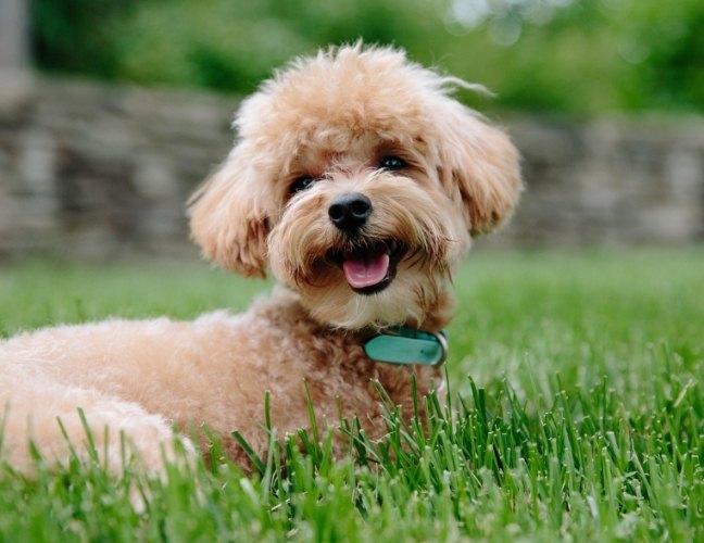 寵物離世悲傷 寵物離世悲傷