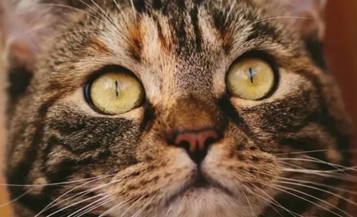 眼尾上提手術 眼尾上提手術