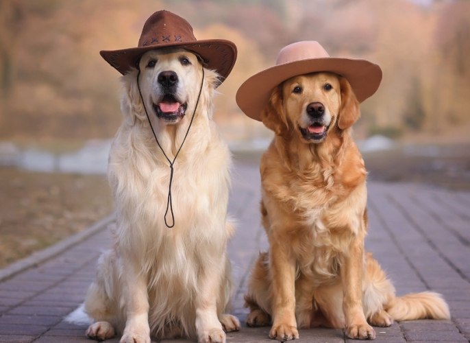 養黃金獵犬新手須知 養黃金獵犬新手須知