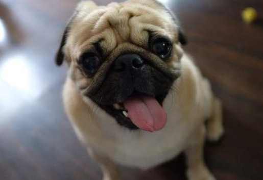 巴哥犬飼養技巧