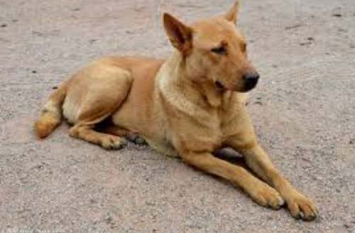 黃色土狗飼養 黃色土狗飼養