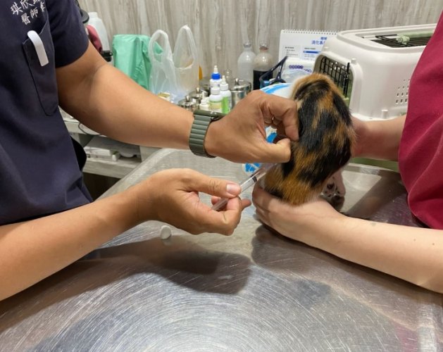 母貓絕育免拆線