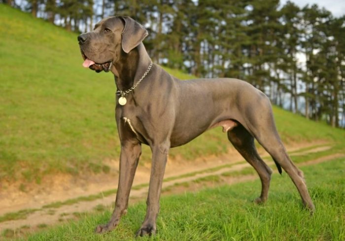 大型犬飼養 大型犬飼養