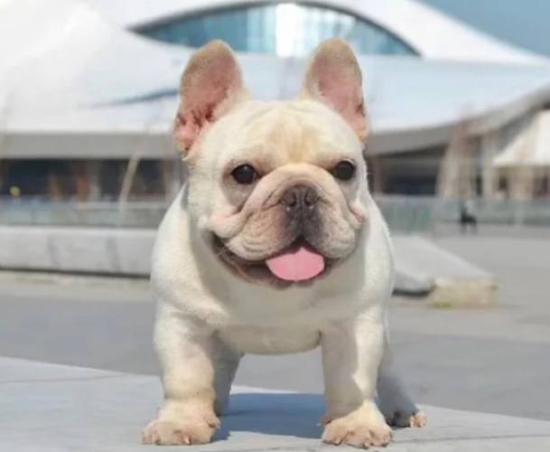 鬥牛犬健康問題