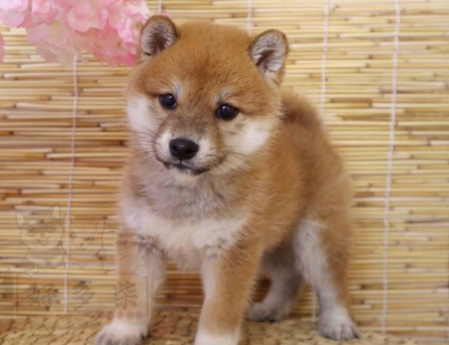 柴犬生長週期 柴犬生長週期