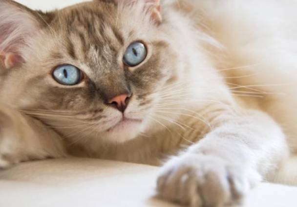 貓角膜受傷治療 貓角膜受傷治療