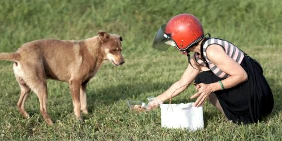 帶狗回家準備 帶狗回家準備