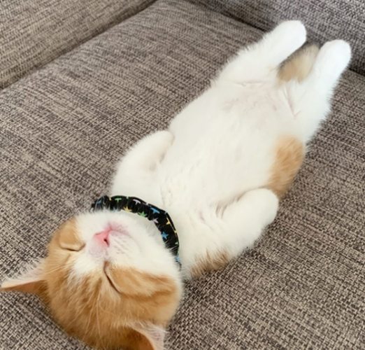 貓貼著人睡好處 貓貼著人睡好處