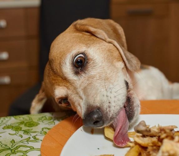 寵物嘔吐症狀 寵物嘔吐症狀