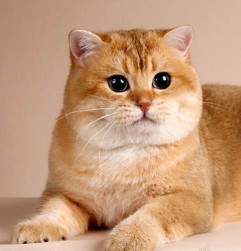 英國短毛貓健康 英國短毛貓健康