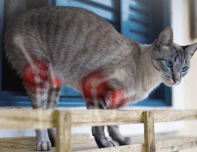 貓咪生病症狀 貓咪生病症狀