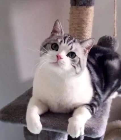 美短貓價錢 美短貓價錢